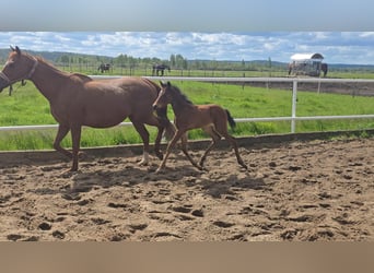 Oldenburg-International (OS), Mare, , 15,2 hh, Brown