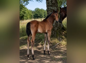 Oldenburg-International (OS), Mare, Foal (03/2026), 16.2 hh, Bay-Dark