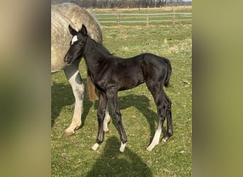 Oldenburg-International (OS), Mare, , 16.2 hh, Black