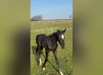 Oldenburg-International (OS), Mare, , 16.2 hh, Black