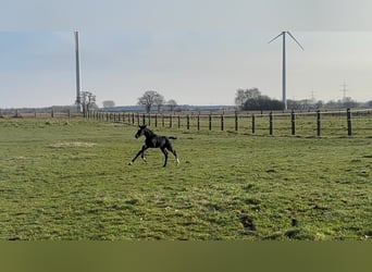 Oldenburg-International (OS), Mare, , 16.2 hh, Black