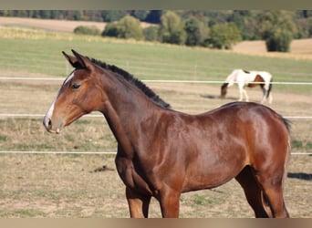 Oldenburg-International (OS), Mare, Foal (05/2026), 16.2 hh, Brown