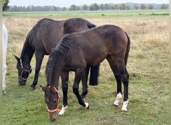 Oldenburg-International (OS), Mare, Foal (04/2026), 16.2 hh, Brown