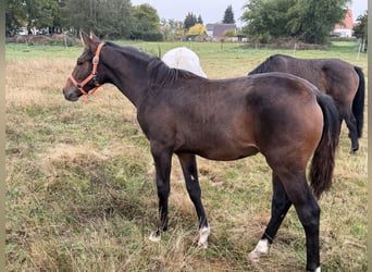 Oldenburg-International (OS), Mare, Foal (04/2026), 16.2 hh, Brown