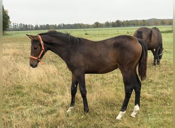 Oldenburg-International (OS), Mare, Foal (04/2026), 16.2 hh, Brown