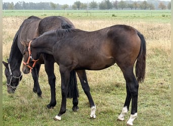 Oldenburg-International (OS), Mare, Foal (04/2026), 16.2 hh, Brown