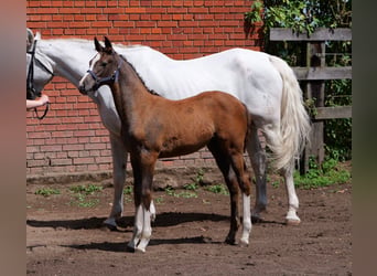 Oldenburg-International (OS), Mare, Foal (04/2026), 16.2 hh, Can be white