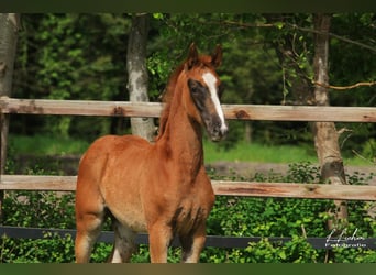 Oldenburg-International (OS), Mare, Foal (03/2026), 16.2 hh, Chestnut