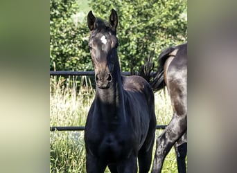 Oldenburg-International (OS), Mare, Foal (04/2026), 16.2 hh, Smoky-Black
