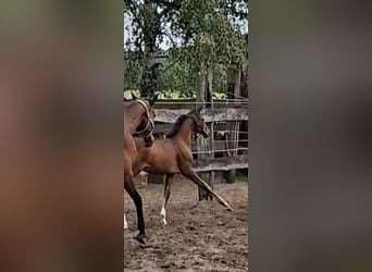 Oldenburg-International (OS), Mare, Foal (06/2026), 16.3 hh, Bay-Dark