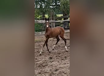 Oldenburg-International (OS), Mare, Foal (06/2026), 16.3 hh, Bay-Dark
