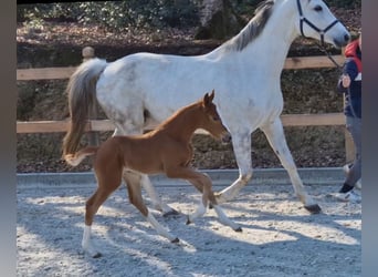 Oldenburg-International (OS), Mare, , 16 hh, Chestnut-Red