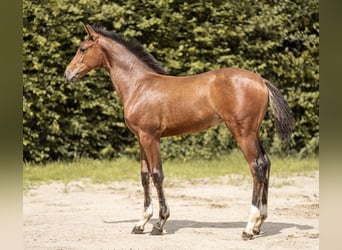 Oldenburg-International (OS), Mare, Foal (04/2025), 16,1 hh, Bay-Dark