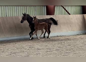 Oldenburg-International (OS), Mare, Foal (06/2025), 16,1 hh, Brown