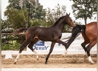 Oldenburg-International (OS), Mare, , 16,2 hh, Bay-Dark
