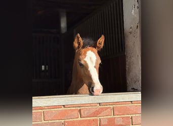 Oldenburg-International (OS), Mare, , 16,2 hh, Bay-Dark