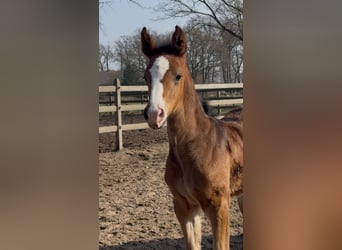 Oldenburg-International (OS), Mare, , 16,2 hh, Bay-Dark