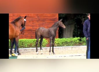 Oldenburg-International (OS), Mare, , 16,2 hh, Can be white