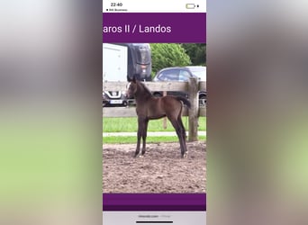 Oldenburg-International (OS), Mare, Foal (05/2025), 16,2 hh, Can be white