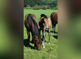 Oldenburg-International (OS), Mare, Foal (04/2025), 16,2 hh, Grey