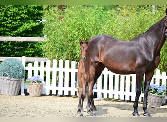 Oldenburg-International (OS), Mare, Foal (04/2026), Bay-Dark
