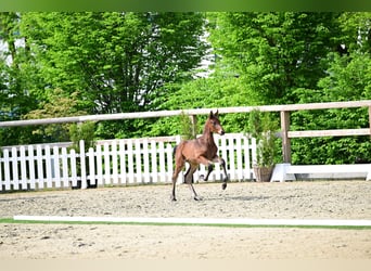 Oldenburg-International (OS), Mare, Foal (04/2026), Bay-Dark
