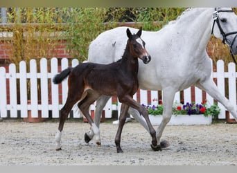 Oldenburg-International (OS), Mare, Foal (05/2025), Bay-Dark