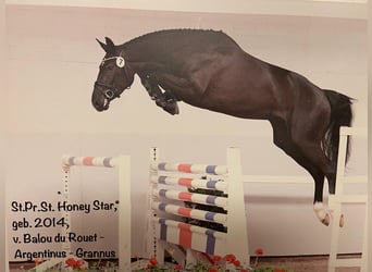 Oldenburg-International (OS), Mare, Foal (05/2025), Bay-Dark