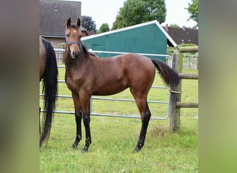 Oldenburg-International (OS), Mare, Foal (03/2025), Bay-Dark