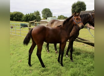 Oldenburg-International (OS), Mare, Foal (03/2025), Bay-Dark