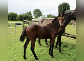 Oldenburg-International (OS), Mare, Foal (03/2025), Bay-Dark