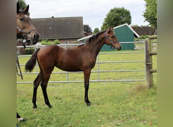Oldenburg-International (OS), Mare, Foal (03/2025), Bay-Dark