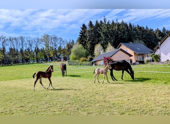 Oldenburg-International (OS), Mare, Foal (02/2026), Bay-Dark
