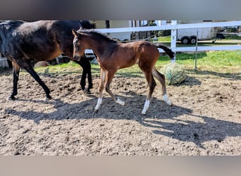 Oldenburg-International (OS), Mare, Foal (02/2026), Bay-Dark