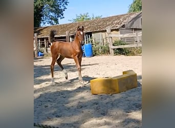 Oldenburg-International (OS), Mare, Foal (06/2026), Bay-Dark