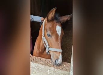 Oldenburg-International (OS), Mare, Foal (06/2026), Bay-Dark
