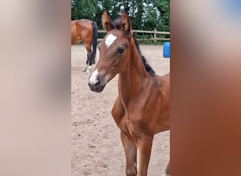 Oldenburg-International (OS), Mare, Foal (06/2026), Bay-Dark
