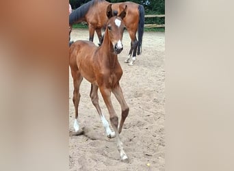Oldenburg-International (OS), Mare, Foal (06/2026), Bay-Dark