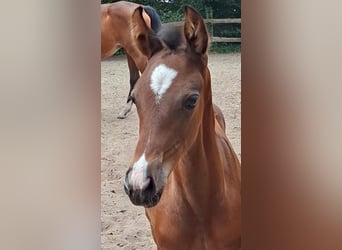 Oldenburg-International (OS), Mare, Foal (06/2026), Bay-Dark