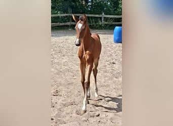 Oldenburg-International (OS), Mare, Foal (06/2026), Bay-Dark