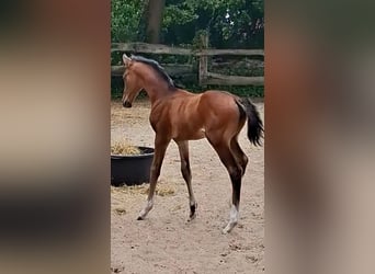 Oldenburg-International (OS), Mare, Foal (06/2026), Bay-Dark