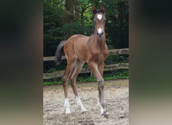 Oldenburg-International (OS), Mare, Foal (06/2026), Bay-Dark