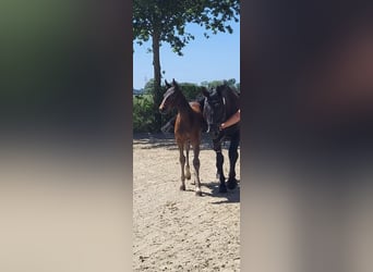 Oldenburg-International (OS), Mare, Foal (04/2025), Bay-Dark