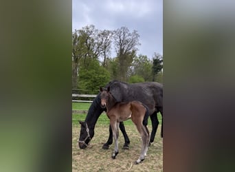 Oldenburg-International (OS), Mare, Foal (04/2025), Bay-Dark