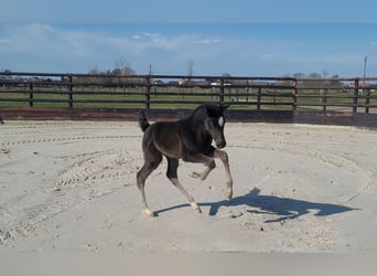 Oldenburg-International (OS), Mare, Foal (01/2026), Black