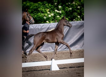 Oldenburg-International (OS), Mare, Foal (03/2026), Black