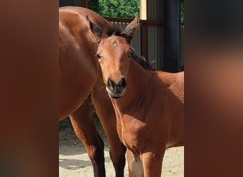 Oldenburg-International (OS), Mare, Foal (06/2025), Brown