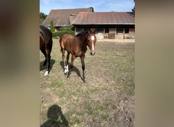 Oldenburg-International (OS), Mare, Foal (05/2026), Brown