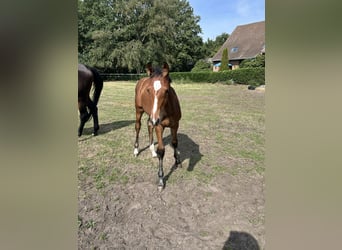Oldenburg-International (OS), Mare, Foal (05/2026), Brown