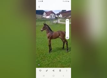 Oldenburg-International (OS), Mare, Foal (06/2025), Brown